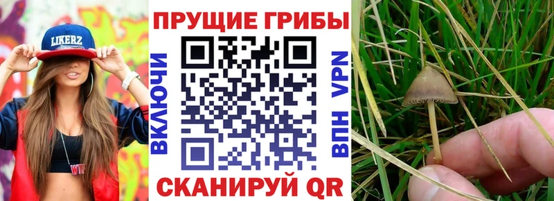 наркотики  ссылка на мегу вход  Псилоцибиновые грибы Cubensis  Иннополис 